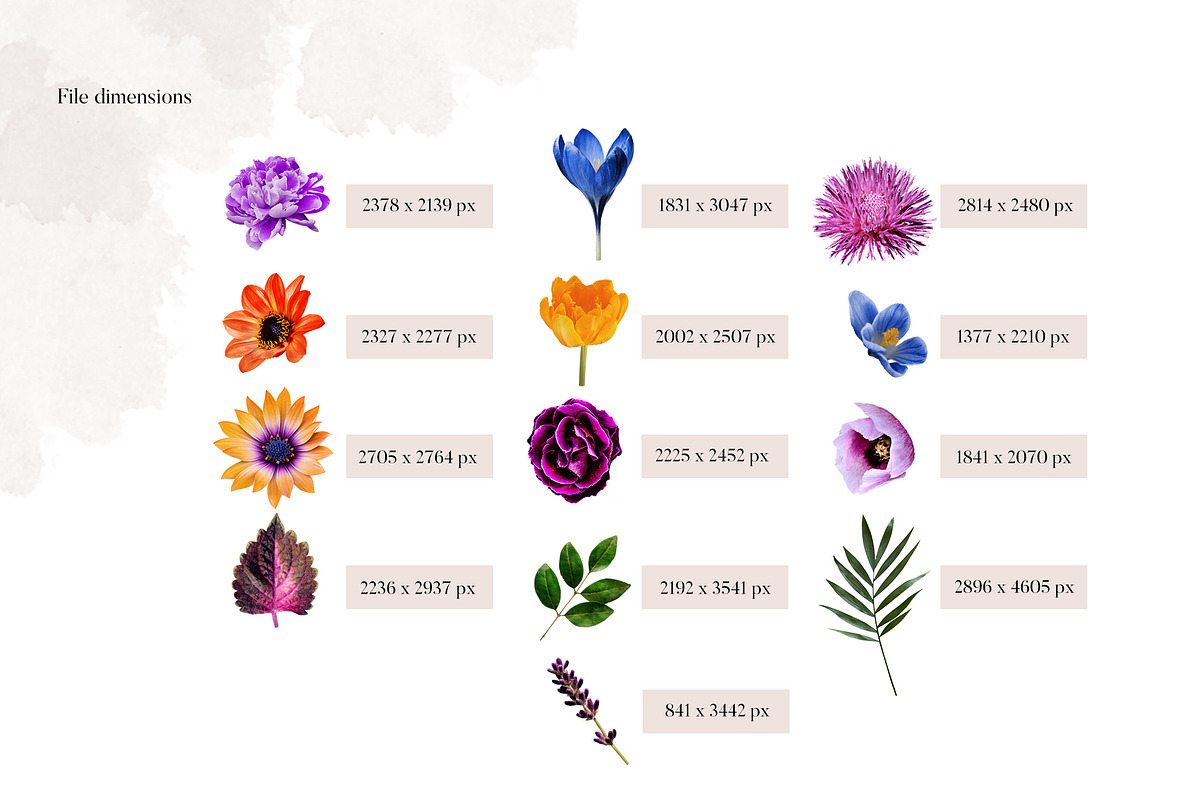 Isolated real flowers clipart set, an Object Graphic by The Graphic Parade (Photo 7 of 14)