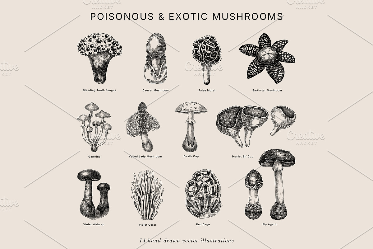 Mushrooms Vector Illustration Bundle, a Food Illustration by Yevheniia (Photo 5 of 8)