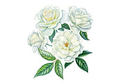 White roses, a Decorative Illustration by Watercolor life (Thumbnail 3 of 7)