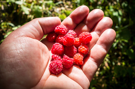 Bunch of raspberries in a hand, a Nature Photo by GoodGoods