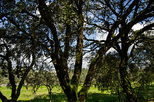 Scenic oak trees in lush countryside setting near Fatima, Portugal, a Photo by AS photostudio
