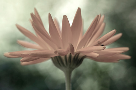 Soft-focus daisy flower wall art