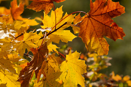 Viburnum bush autumn featuring viburnum, leaves, and leaf preview 6