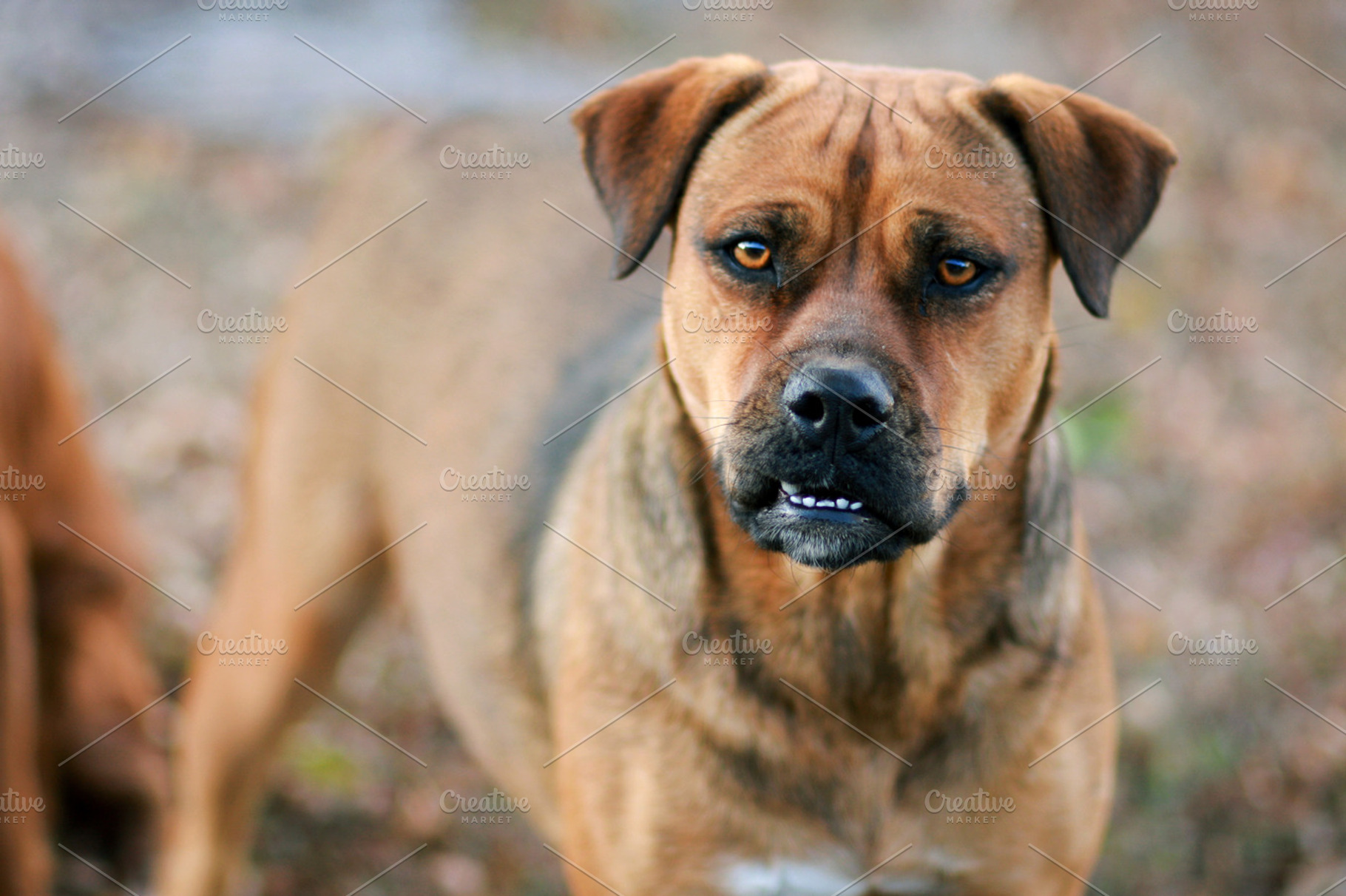 Brown-Eyed Dog