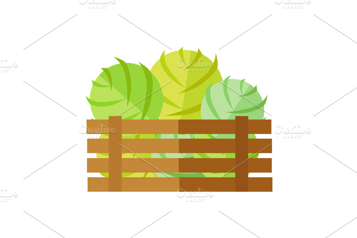 Cabbage Vector Web Banner, a Food Illustration by robuart | Creative Market