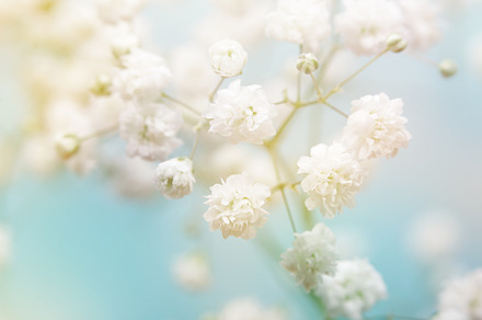 White flower on blue background stock photo containing abstract and backdrop, a Nature Photo by Liliia Rudchenko
