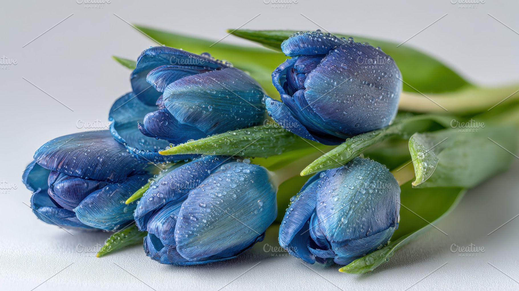 Beautiful blue tulips with droplets, a Photo by Beautiful things