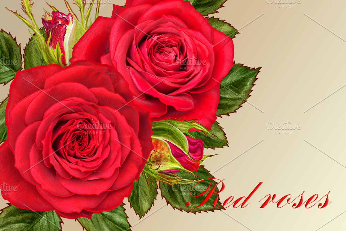 Collection of red roses, an Illustration by SokolovaSv (Photo 1 of 4)