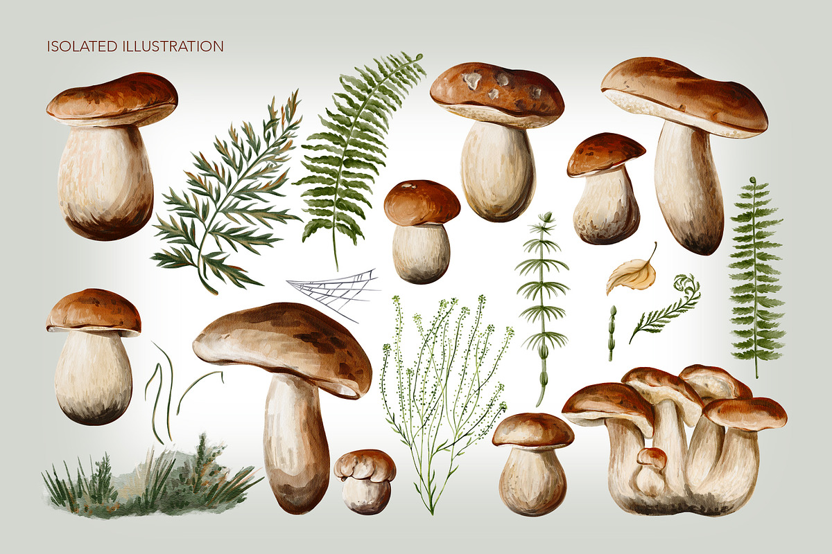 Mushrooms watercolor clip art, a Seasonal Illustration by Alena Sid (Photo 2 of 13)