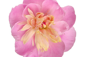 Opening pink peony bud with delicate cream petals on an isolated, a Nature Photo by ndanko