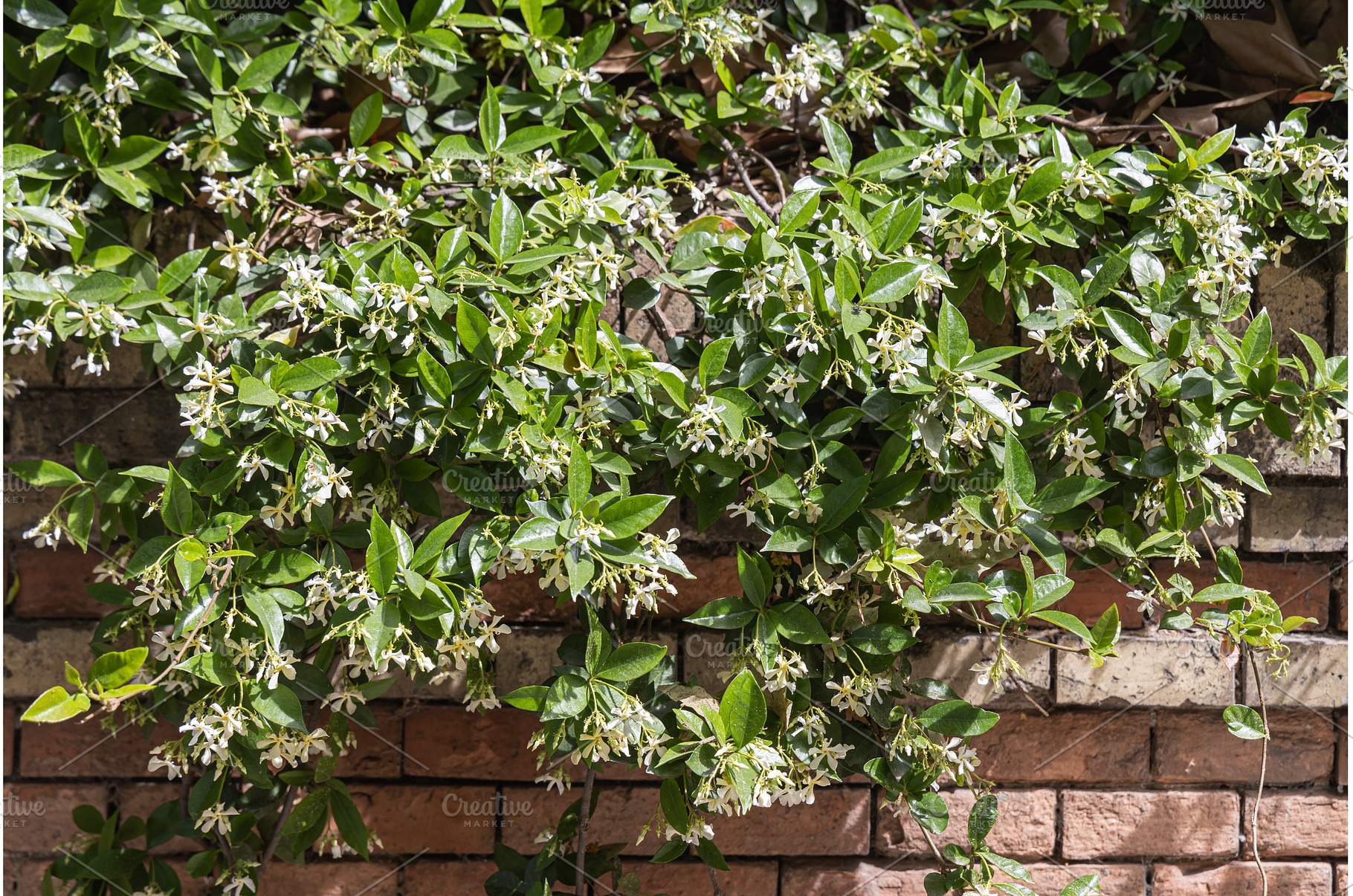 Trachelospermum jasminoides or, a Nature Photo by Illustrations&photos