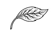 Hand Drawn Leaf Line Art Bundle, an Illustration by hafijul (Thumbnail 33 of 51)