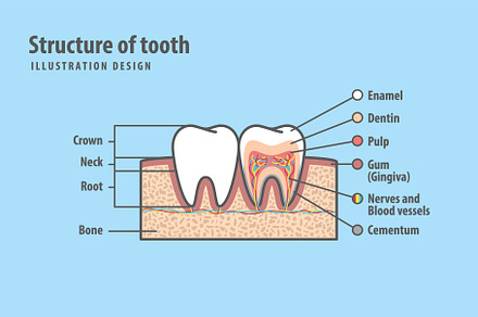 Structure of tooth illustration
