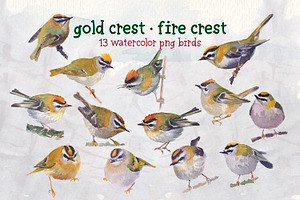 Gold Crest Bird Watercolor Clipart