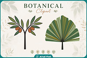 Boho Botanical Leaves Clipart Bundle, a Nature Photo by Actual Pixel (Thumbnail 17 of 21)