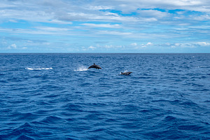 Dolphins jumping near Tahuata, Marquesas Islands, French Polynes, a Nature Photo by GoodGoods
