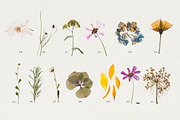 BUNDLE - Dry Flowers & Leaves, an Object Graphic by Sparrow & Snow (Thumbnail 6 of 28)
