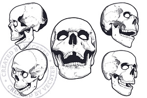 Vintage Vector Skulls Pack