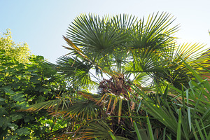 palm tree in sunny garden