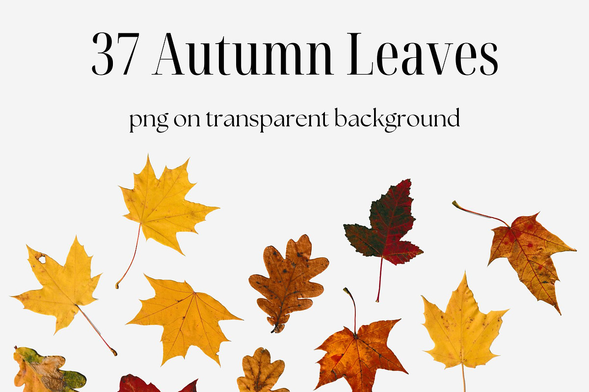 Autumn Leaves PNG, an Object Graphic by Kate Creative Studio (Photo 2 of 3)