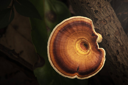 Yellow stemmed micropore mushroom