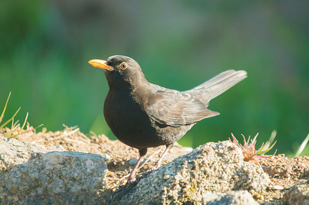 Turdus merula containing agelaius, animal, and avian preview 6
