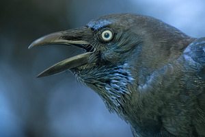 Torresian Crow, an Animal Photo by Rob D Animal Photography