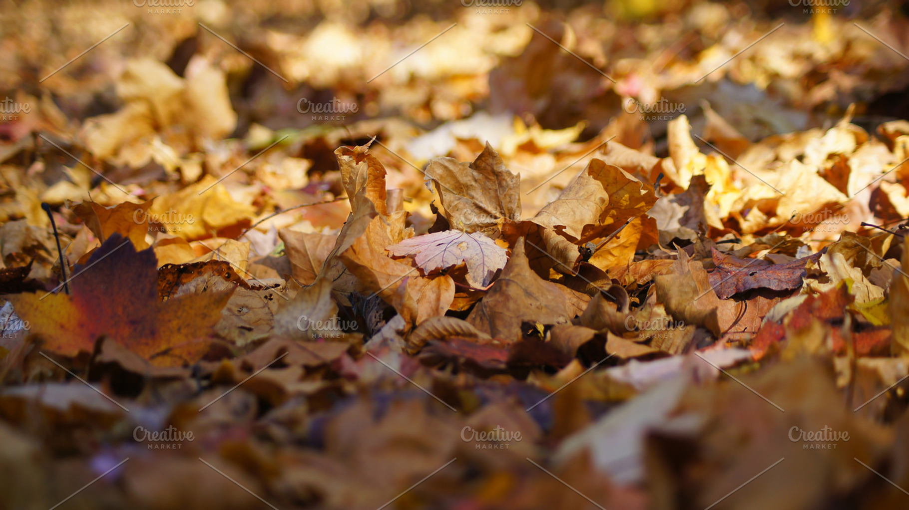 Dried leaves stock photo containing fall and autumn, a Nature Photo by M.Pellot Photography