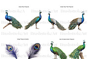 Peacock Clipart, Peacock Feather PNG, an Animal Illustration by BrushstrokeArtGB (Thumbnail 2 of 9)