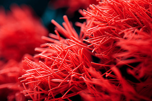 Close up vibrant red sea anemone, a Nature Photo by MistyDay