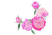 Peonies, a Decorative Illustration by Watercolor life (Thumbnail 3 of 6)