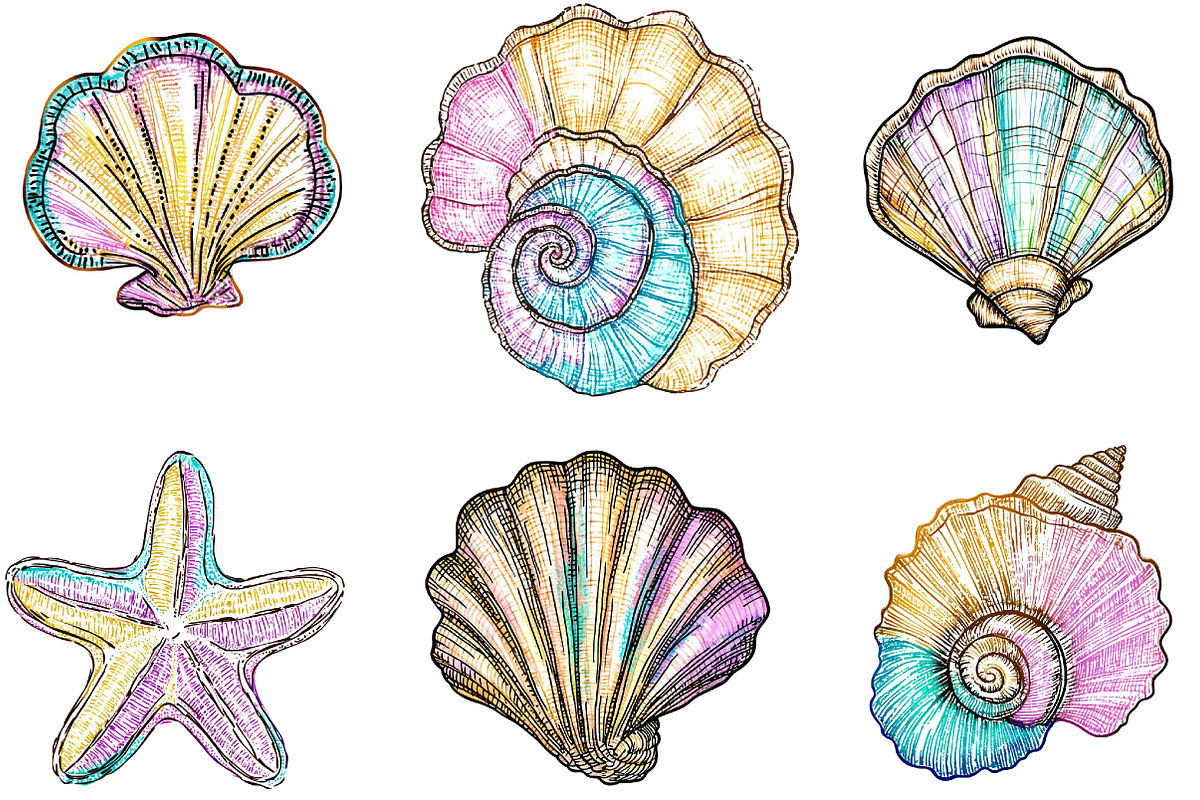 Hand Drawn Seashell Clipart, an Illustration by Designking (Photo 5 of 5)