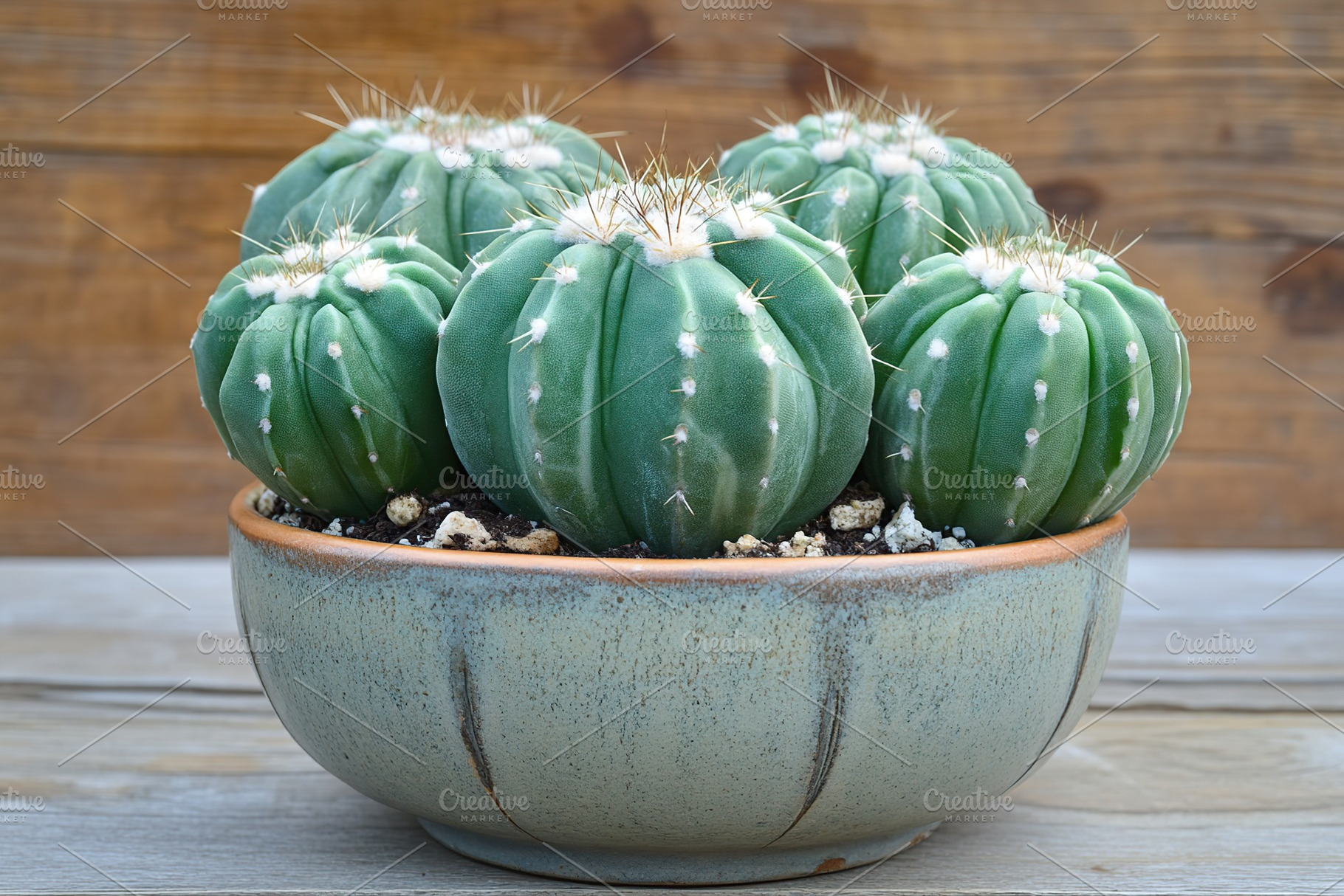 Round shaped cactus arrangement in ceramic pot on wooden surface during dayligh, a Nature Photo by AlyaAnd