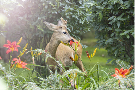 beautiful deer and red lilies, city, an Animal Photo by Pakosta