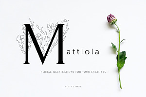 Mattiola Font Floral Illustrations