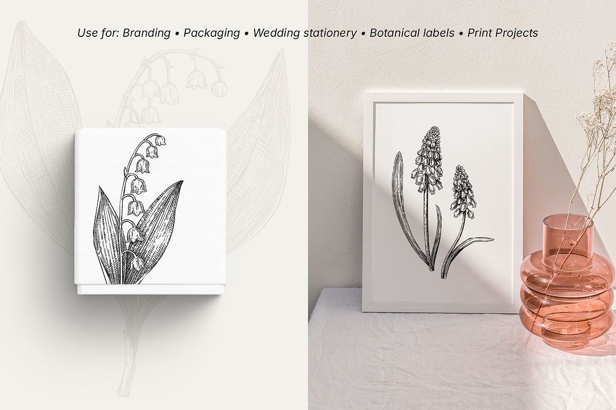 Spring Wildflower Vintage Vector Set, a Seasonal Illustration by Yevheniia (Photo 6 of 9)