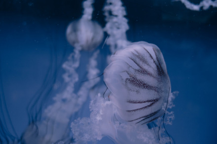 Jellyfish floating in the deep ocean, a Nature Photo by GoodGoods