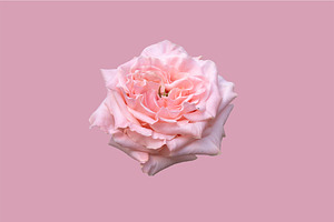 Pink rose