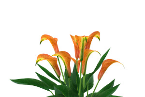 Calla Lily Orange