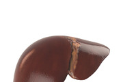 Human liver, a Characters & Person 3D Model by konstantin.ermolaev (Thumbnail 1 of 6)