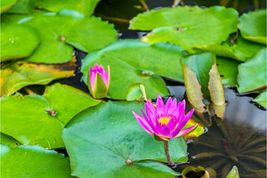 Water lilies in a pond the city of singapore stock photo containing water and, a Nature Photo by Leonid Andronov
