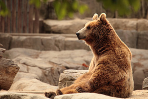 Bear