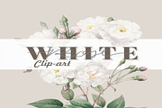 Watercolor White Floral Clipart Set, an Illustration by Digi_Design_World (Thumbnail 2 of 5)