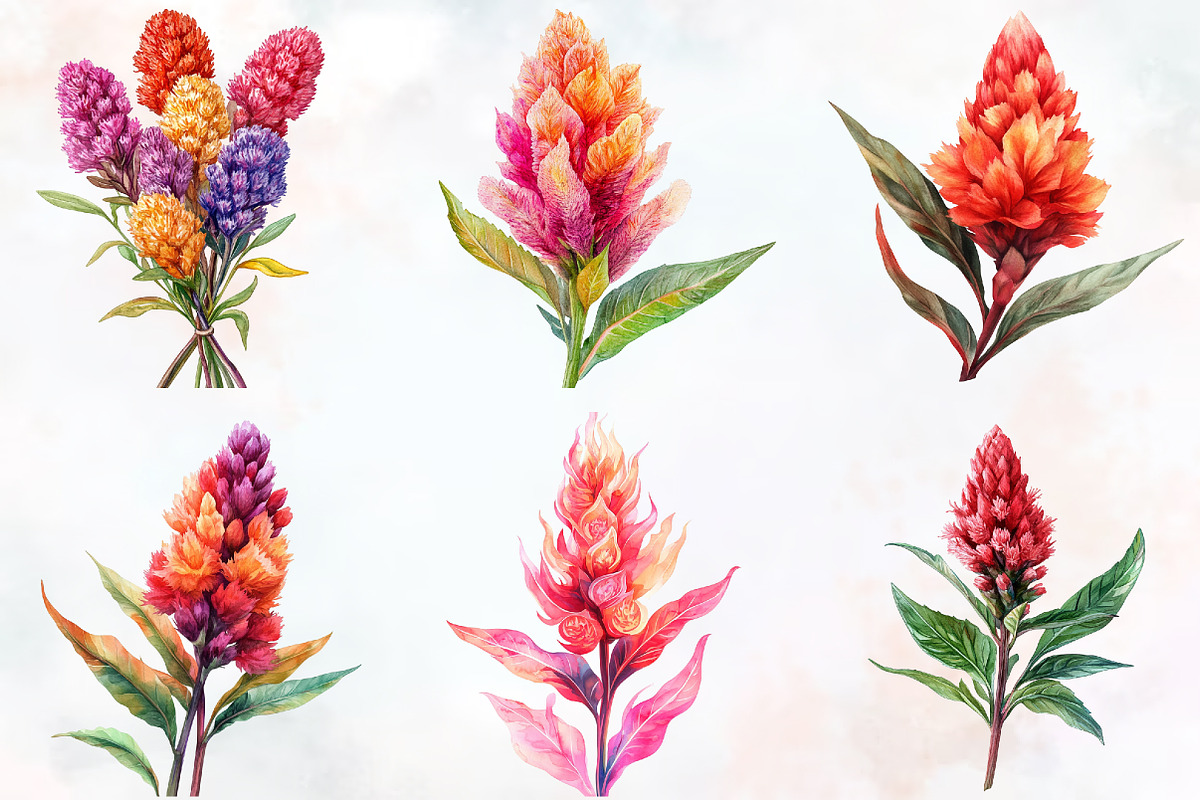 Celosia Flower Watercolor Cliparts, an Illustration by RobertsArt (Photo 2 of 7)