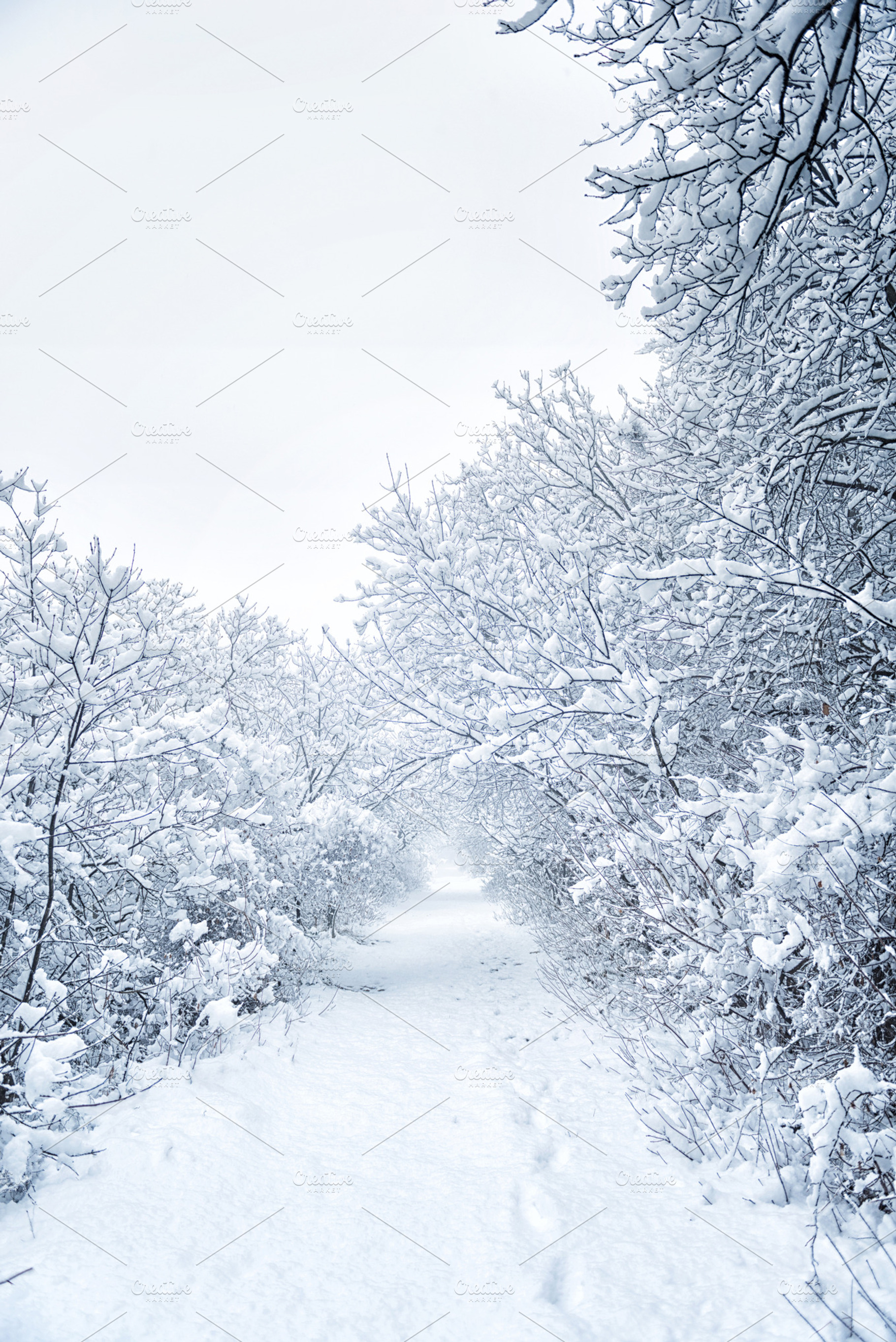 Snow in the woods stock photo containing snow and winter, a Nature Photo by Giordano Aita Graphics