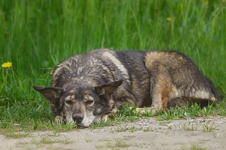 Mongrel dog of red color lies on its