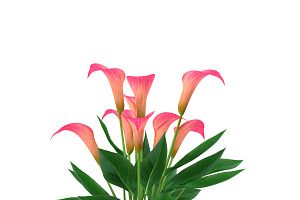 Calla Lily Pink