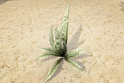 Plants Grass and Trees Pack, an Object 3D Model by RivermillStudios (Thumbnail 3 of 5)