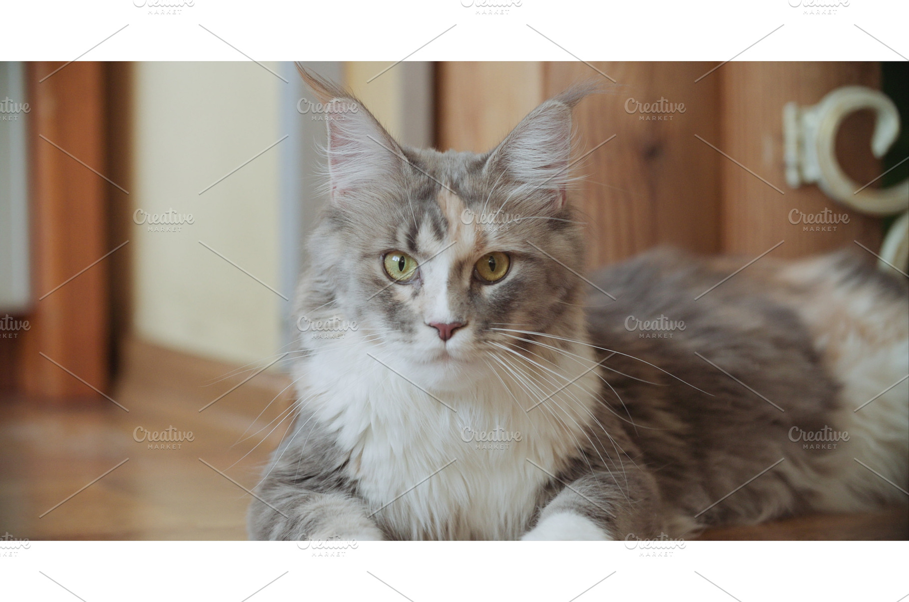 Funny Curious Grey White Maine Coon, an Animal Photo by Our Amazing World