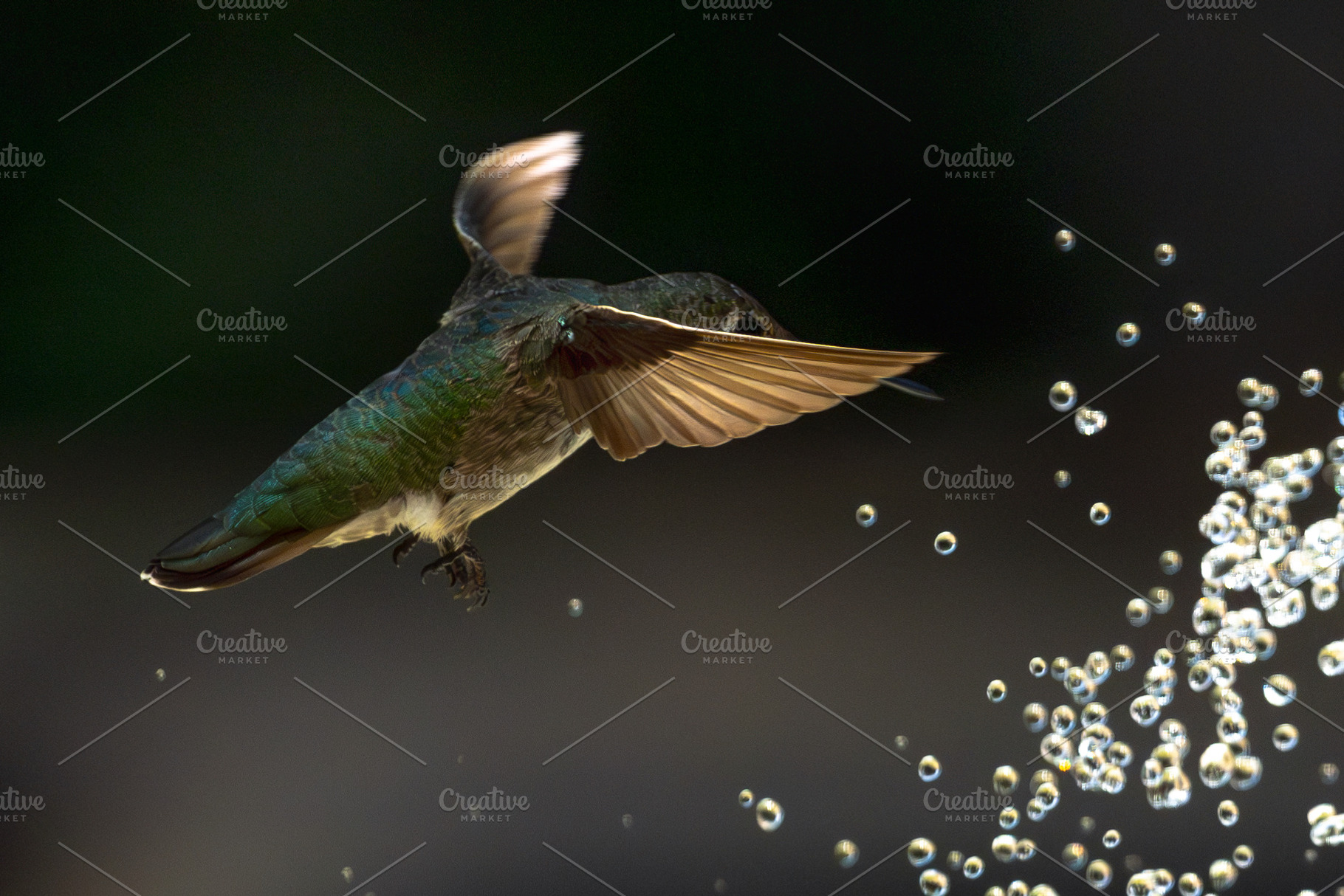 Annas Hummingbird - Calypte Anna, a Photo by Andy Dean Photography